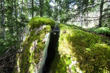 Finlandiya'da yeşil orman büyük kırık taş.