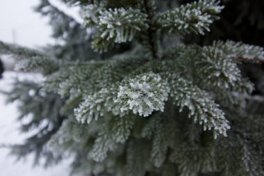Soğuk çam dalı ile Finlandiya Kış, kar