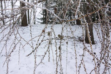 Hayatını Finlandiya Kış ormanda Karaçam ağacı dalları karla kaplı