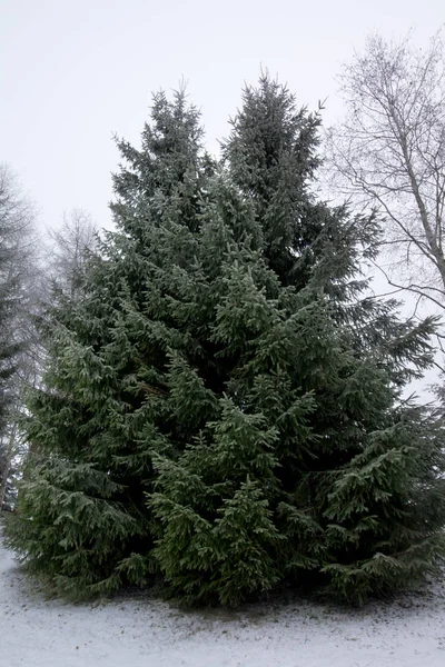 Groep Van Frosty Vuren Bomen Sneeuw Finse Winter — Stockfoto