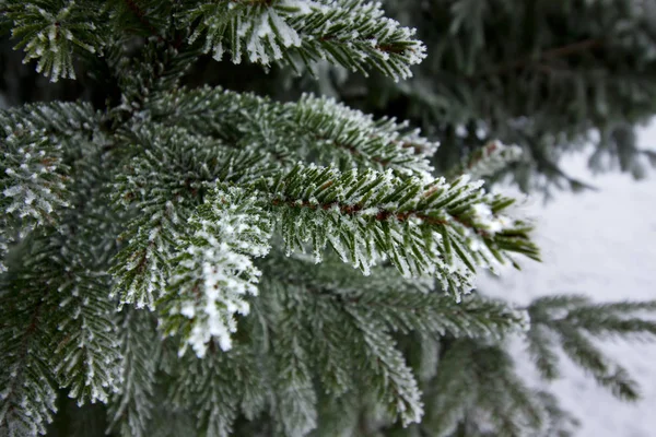 Frosty Spruce Branch Snow Winter Finland — Stock Photo, Image