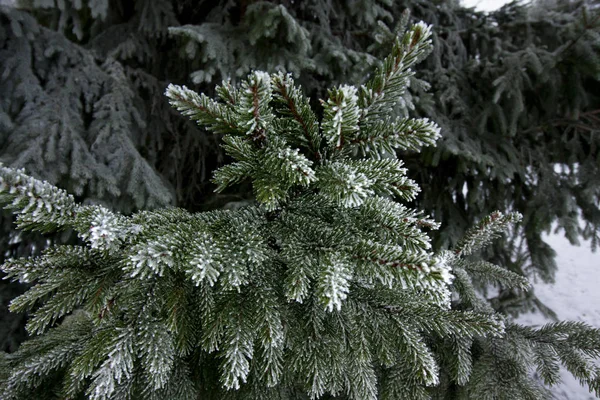 Frosty Spruce Branch Snow Winter Finland — Stock Photo, Image