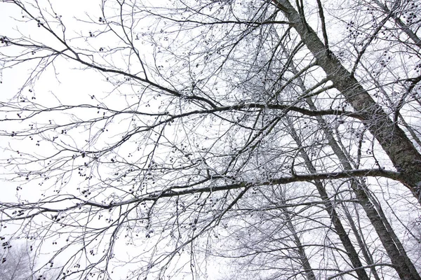Larici Ghiacciati Inverno Finlandia Sullo Sfondo Del Cielo — Foto Stock
