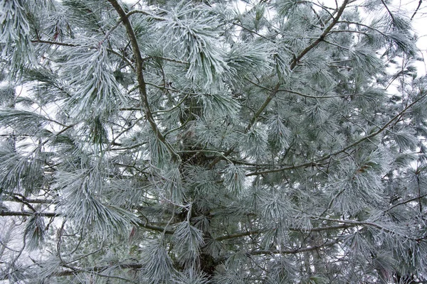 Background Frosty Pine Branches Winter Finnish Forest Close — Stock Photo, Image