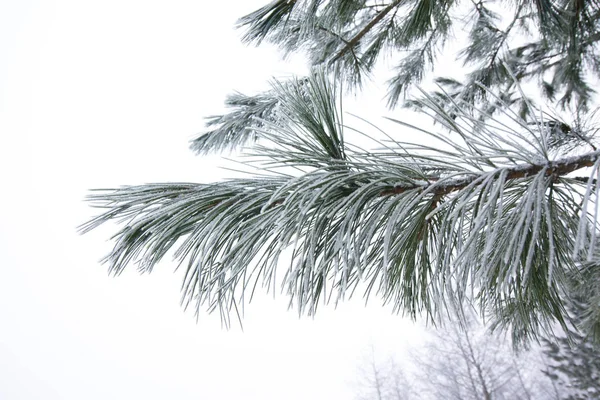 Rama Pino Helada Invierno Bosque Finlandés Cerca — Foto de Stock