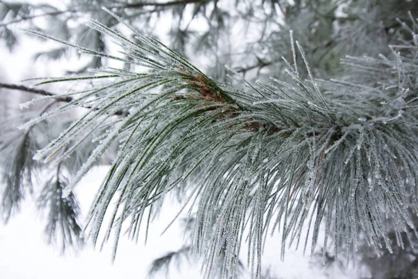 Frosty Pine Branch Winter Finnish Forest Close — Stock Photo, Image