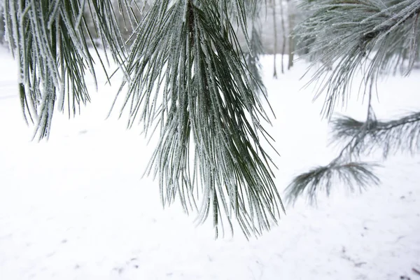 Fin Orman Yakın Çekim Kışın Soğuk Çam Şubesine — Stok fotoğraf