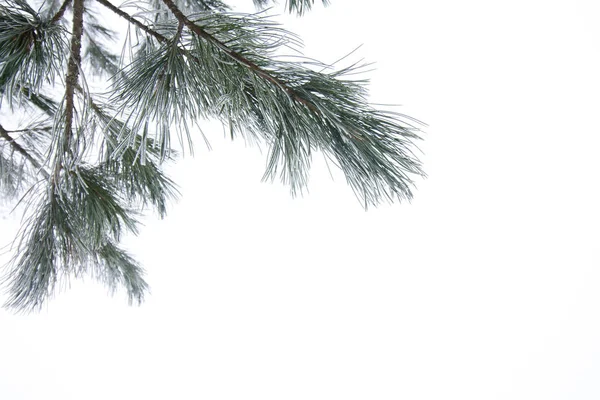 Ramo Pino Ghiacciato Inverno Nella Foresta Finlandese Primo Piano — Foto Stock
