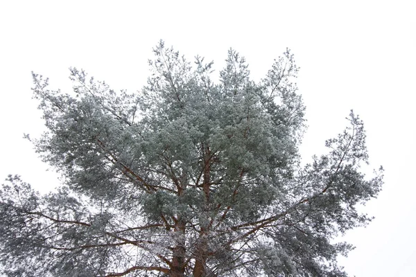 Rami Pino Ghiacciato Inverno Nella Foresta Finlandese — Foto Stock