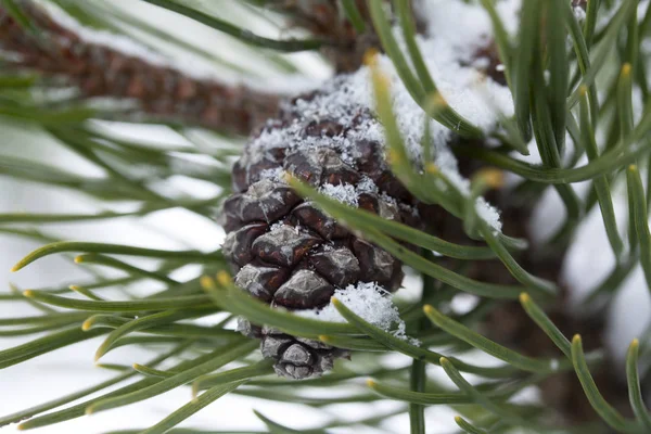 Ramo Pinheiro Gelado Inverno Floresta Finlandesa Close — Fotografia de Stock