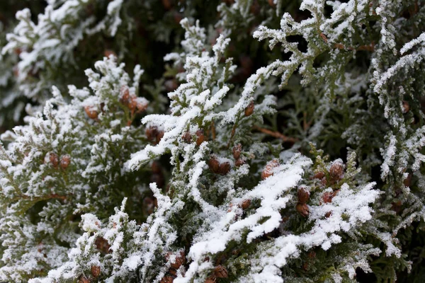 Frosty Thuja Branches Covered Snow Finnish Winter — Stock Photo, Image