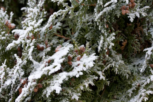 Frosty Thuja Branches Covered Snow Finnish Winter — Stock Photo, Image