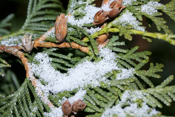 Frosty Thuja Branches Covered Snow Finnish Winter — Stock Photo, Image