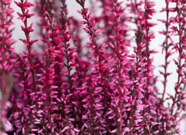 Erica Calluna Vulgaris Ροζ Φόντο Χειμώνα — Φωτογραφία Αρχείου