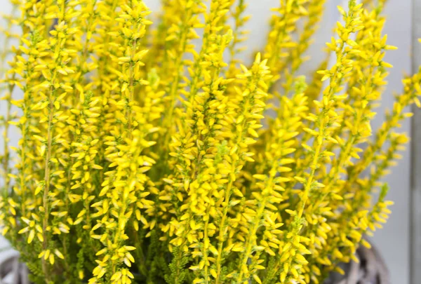Erica Calluna Vulgaris Yellow Background Winter — Stock Photo, Image