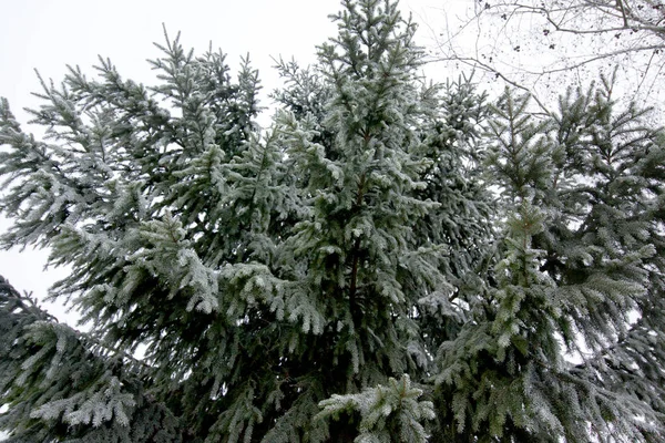 Group Frosty Spruce Trees Snow Finnish Winter Stock Image