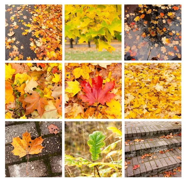 秋の異なる画像とテクスチャを示す秋のコラージュ — ストック写真