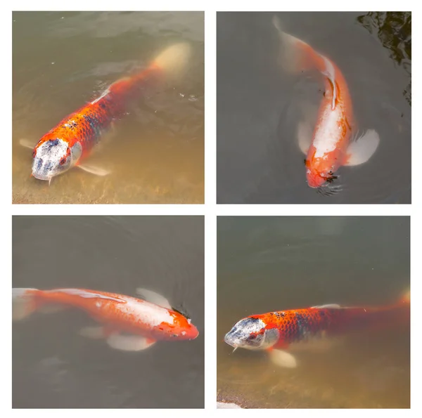 Collage Von Kois Die Wasser Schwimmen Bunten Japanischen Karpfenfischen Die — Stockfoto