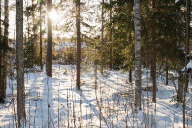 Güneş ışınları Finlandiya'daki kış orman manzaraya