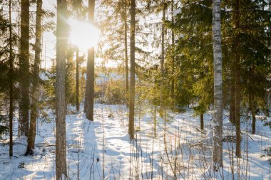 Güneş ışınları Finlandiya'daki kış orman manzaraya