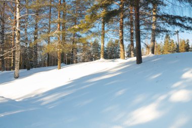 Güneş ışınları Finlandiya'daki kış orman manzaraya
