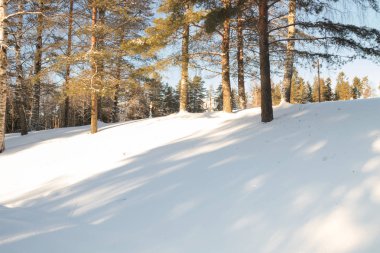 Güneş ışınları Finlandiya'daki kış orman manzaraya