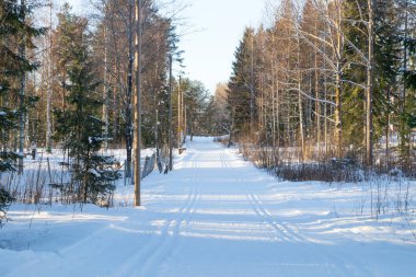 Finlandiya'da kış ormanında kayak pisti.