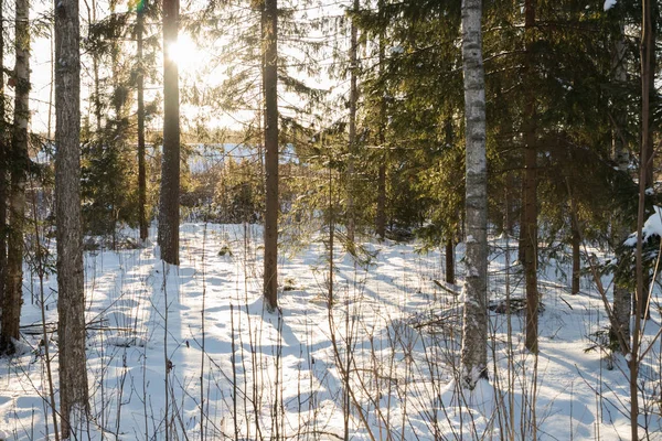 Güneş ışınları Finlandiya'daki kış orman manzaraya