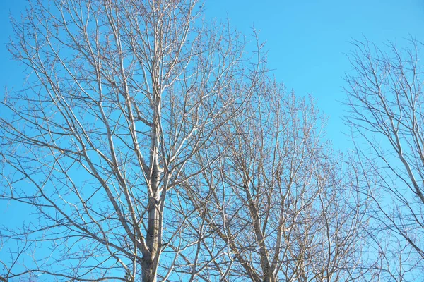 Grenar Träd Med Snö Blå Himmel Bakgrund Vintern — Stockfoto