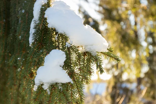 Branches Needles Spruce Covered Snow Winter Forest Finland — Stock Photo, Image