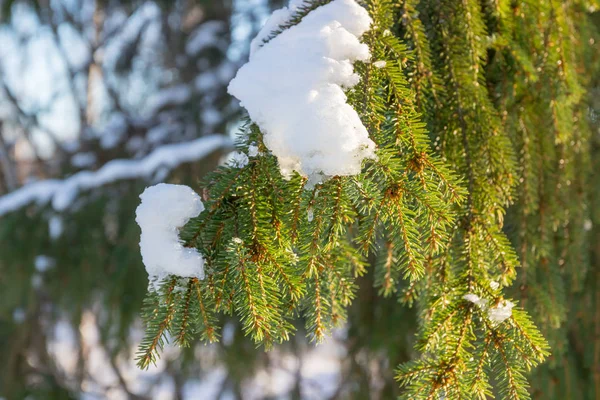 Branches Needles Spruce Covered Snow Winter Forest Finland — Stock Photo, Image