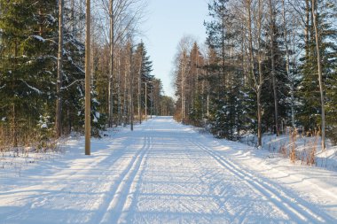 Finlandiya'da kış ormanında kayak pisti.