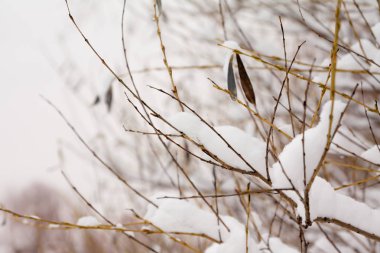 Kar ve buz yakın çekim kış manzara itibariyle şube Bush kaplı.