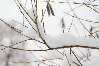 Kar ve buz yakın çekim kış manzara itibariyle şube Bush kaplı.