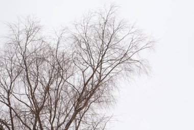 Ağacın ile gökyüzü arka plan kış, kar.