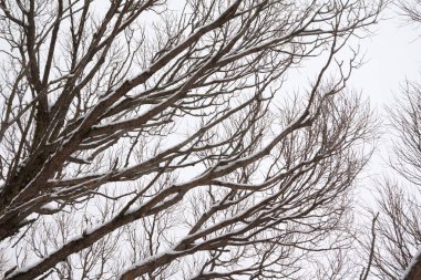 Ağacın ile gökyüzü arka plan kış, kar.