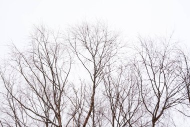 Ağacın ile gökyüzü arka plan kış, kar.