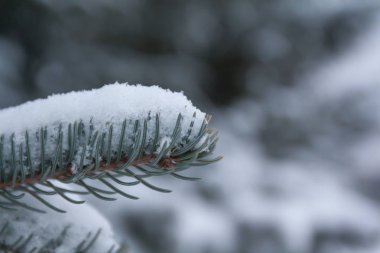 Şube ve ladin iğnelerden Finlandiya kış ormanda kar ile kaplı