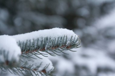 Şube ve ladin iğnelerden Finlandiya kış ormanda kar ile kaplı