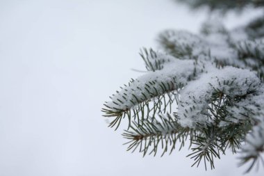Şube ve ladin iğnelerden Finlandiya kış ormanda kar ile kaplı