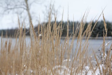 Yakın çekim çim Kymijoki Finlandiya Nehri'nin kıyısında karla kaplı. Kış manzara sahne.