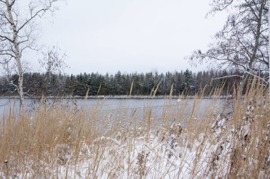 Yakın çekim çim Kymijoki Finlandiya Nehri'nin kıyısında karla kaplı. Kış manzara sahne.
