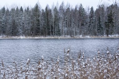 Yakın çekim çim Kymijoki Finlandiya Nehri'nin kıyısında karla kaplı. Kış manzara sahne.