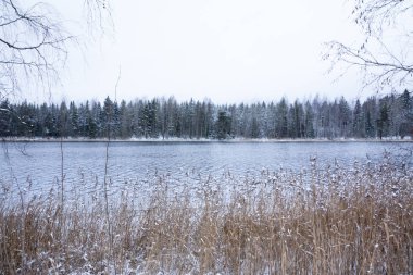 Yakın çekim çim Kymijoki Finlandiya Nehri'nin kıyısında karla kaplı. Kış manzara sahne.
