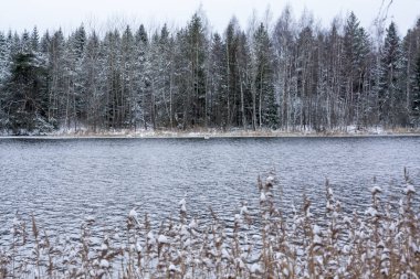 Yakın çekim çim Kymijoki Finlandiya Nehri'nin kıyısında karla kaplı. Kış manzara sahne.