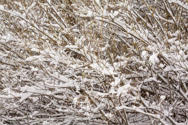 Texture Bush Branches Covered Snow Ice Close Winter Landscape — Zdjęcie stockowe