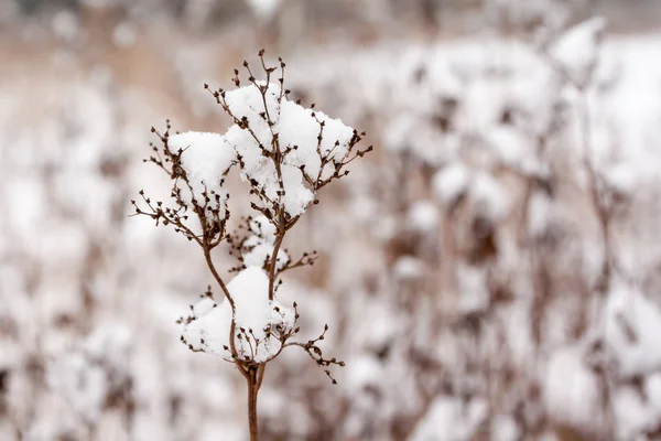 Close Grama Coberta Neve Uma Floresta Cenário Paisagem Inverno — Fotografia de Stock