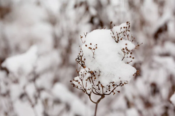 Nahaufnahme Schneebedecktes Gras Wald Winterlandschaft — Stockfoto