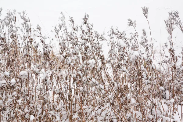 Primeros Planos Hierba Cubierta Nieve Bosque Paisaje Invierno — Foto de Stock