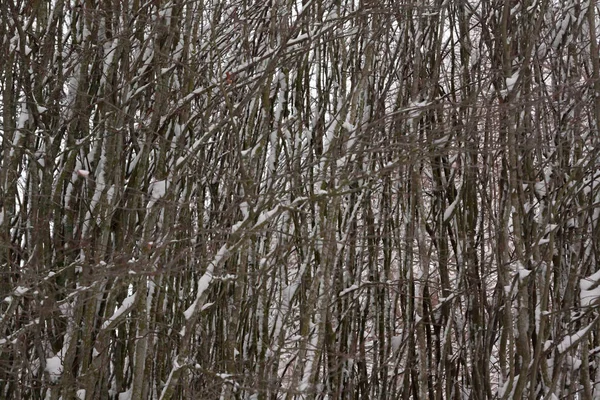 Texture Bush Branches Covered Snow Ice Close Winter Landscape — Zdjęcie stockowe